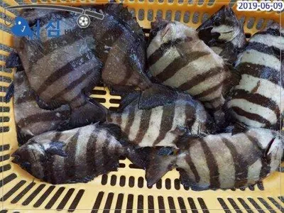 6월9일 어심바다낚시터조황 