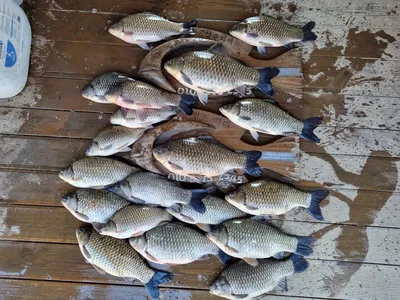 고삼저수지는 붕어 타작중!!