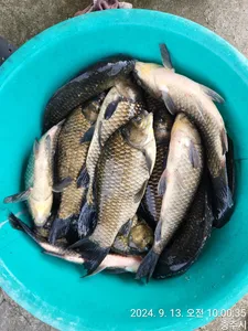 화곡낚시터 조황정보