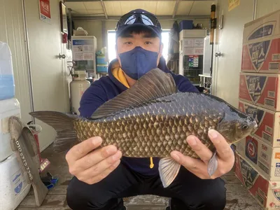고삼지 봄 막바지 시즌!!!