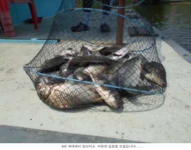토종붕어 방류와 조황입니다....