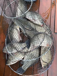 송전낚시터 제일집 조황입니다.