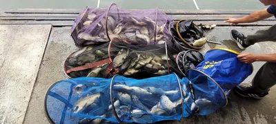 7월 셋째주 주말 양평 수곡낚시터 붕어소식