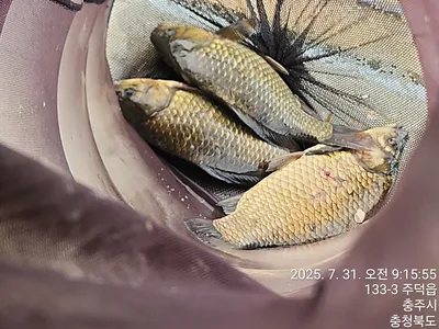 화곡낚시터 조황정보 