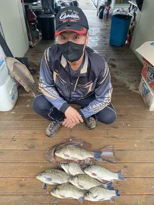 고삼지 양촌좌대 가을비에 사짜조황입니다.