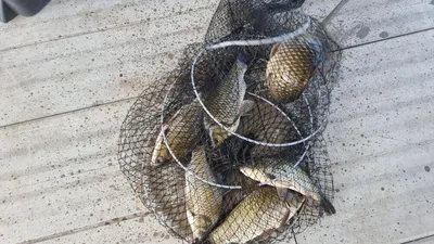 아산 명품 월랑낚시터 8월 막주 조황 화보입니다...^^