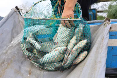 안성 두메낚시터 9월26일 조황안내. 