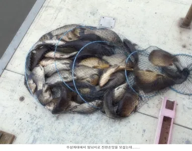 5월을 멋진조황으로 시작하려했는데........