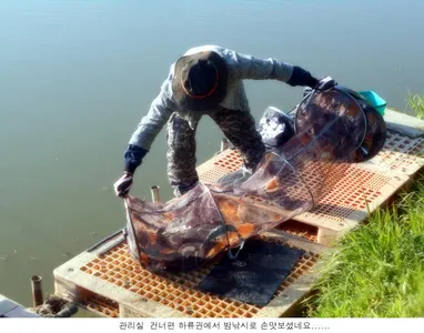 토종붕어 방류와 조황입니다....