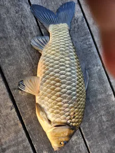 배수없는 낚시터 주말 조황입니다.