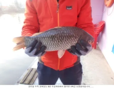 나오는 붕어의 씨알이 굿입니다....