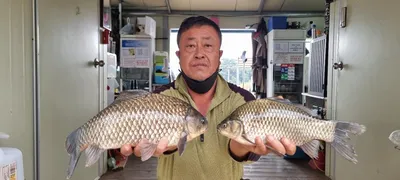 고삼지 주말 덩어리 붕어 조황입니다.