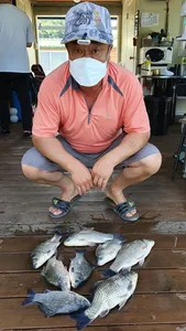 고삼지 갈수기 붕어의 움직임!!