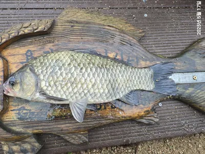 용담대물낚시터 