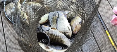 4월 둘째주말 양평 힐링 수곡낚시터 조황 및 붕어 방류