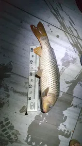 아산 명품 월랑낚시터 9월 두번째 조황이야기입니다...^^