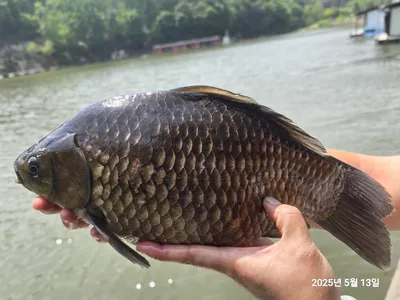 용담대물낚시터 