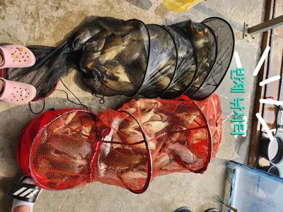 반제낚시터 월요일조황정보입니다 