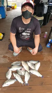 모든것이 안정화된 고삼지 조황입니다.