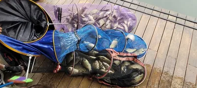 양평 힐링 수곡낚시터 6월 셋째주 주후반 및 주말 붕어방류/조황 입니다