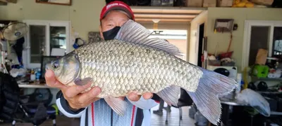 고삼지 사짜붕어 조황입니다.