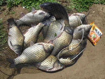 국화지 대물 산란쇼 시작 ***