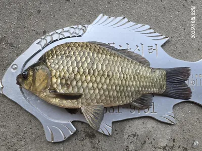 용담대물낚시터 