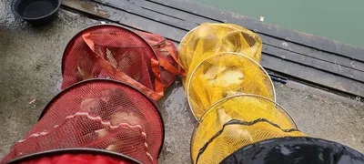 여름피서 힐링 수곡낚시터 수,목 조황 및 붕어 방류