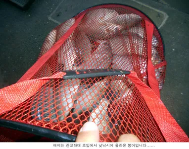 오늘은 낮낚시에 나오네요.....