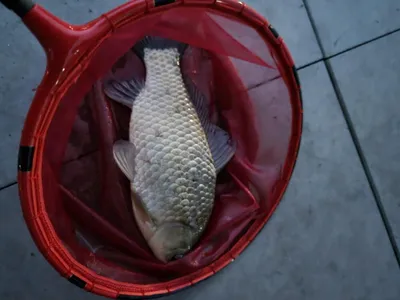 아산 명품 월랑낚시터 4월 마지막 조황이야기입니다...^^