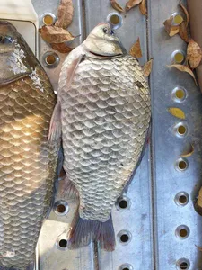 아산 명품 월랑낚시터 11월 두번째 조황화보입니다...^^