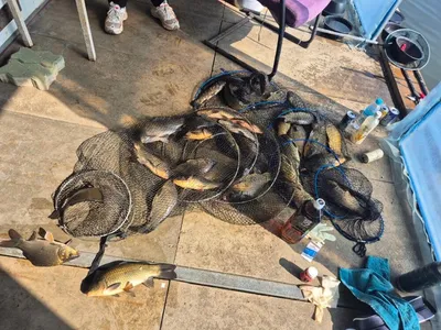 반제낚시터 목요일조황과 오늘도 붕어방류 