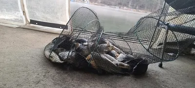 힐링 양평 수곡낚시터 넷째주초 조황 및 붕어 방류 완료