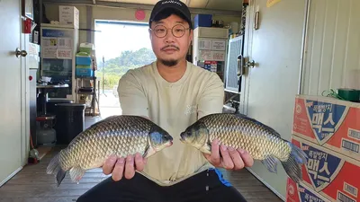 고삼지 덩어리 조황입니다.