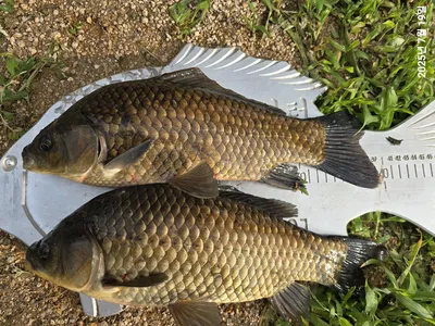 용담대물낚시터 