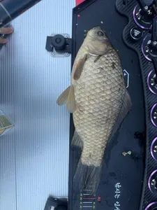 아직도 산란중.