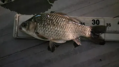 아산 명품 월랑낚시터 5월 첫번째 조황이야기입니다...^^