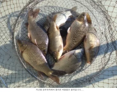 2021년 첮주말 조황입니다...