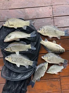 송전지 제일좌대 조황입니다.