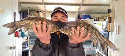 고삼지 덩어리 붕어 덜컹 합니다.