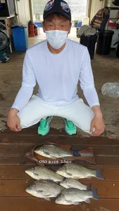 연일 호조황속 사짜붕어!!