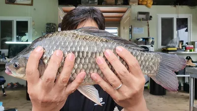 고삼지 폭염속에도 사짜조황