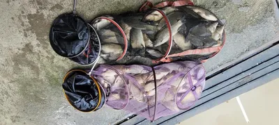 힐링 수곡낚시터 여름 휴가낚시 8월 둘째주 주말 조황 및 주간베스트 선정