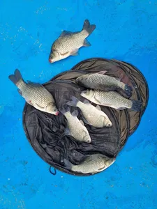 고삼지 상류권 오름수위 시즌 스타트!!