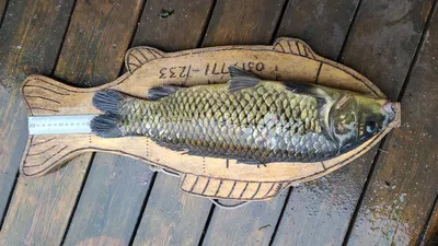 양평 힐링 수곡낚시터 6월 셋째주 주중반 붕어소식