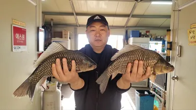 고삼지 사짜붕어 조황입니다.