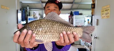 고삼지 붕어 가을풍년 입니다.