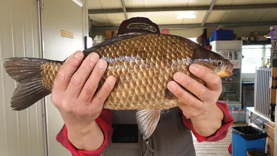 고삼지 사짜붕어 급행열차급!! 조황