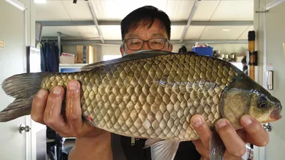 고삼지 무뎌진 사짜붕어의 기쁨!!