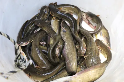 안성 두메낚시터 6월18일 조황안내. 